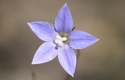 Bluebell (Wahlenbergia sp.)