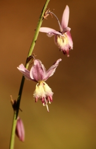 Vanilla Lily (Arthropodium milleflorum)