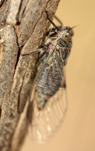 Cicada (Unknown Species)
