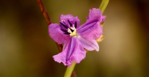 Chocolate Lily (Dichopogon strictus)