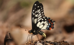 Dainty (or Dingy) Swallowtail (Papilio anactus)