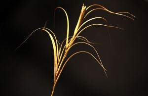 Common Wheat Grass (Elymus scaber)