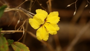 Goodenia (Goodenia sp.)
