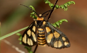 Wasp Moth (Amata sp.)