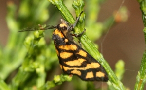 Tiger Lichen Moth (Asura lydia)