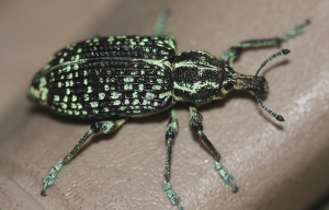 Diamond Beetle (Chrysolopus spectabilis)