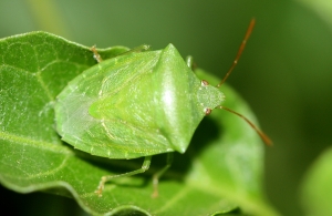 Green Potato Bug (Cuspicona simplex)