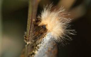 Common Epicoma Moth (Epicoma melanosticta)
