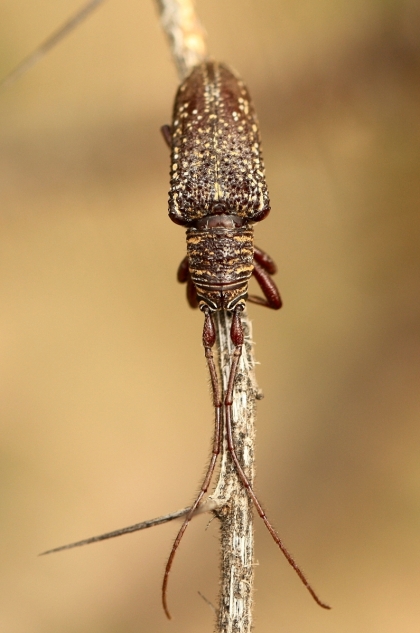 Longicorn Beetle (Family Cerambycidae)
