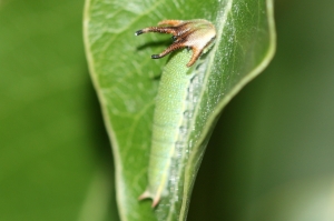 Tailed Emperor Caterpillar (Polyura sempronius)