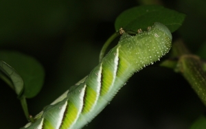 Privet Hawk Moth Caterpillar (Psilogramma menephron)