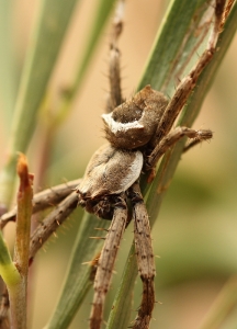 Orb-Weaving Spider (Possibly Eriophora or Araneus sp.)