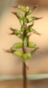 Rufous Midge Orchid (Genoplesium rufum)