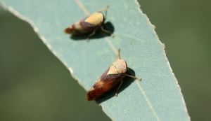 Yellowe-headed Leafhoppers (Brunotartessus fulvus)