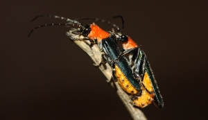 Tricolor Soldier Beetle (Chauliognathus tricolor)