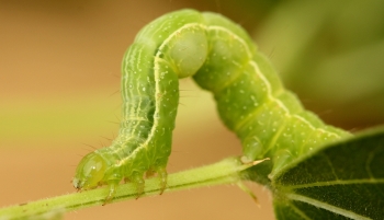 Green Garden Looper (Chrysodeixis sp.)
