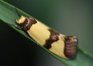 Banded Concealer Moth (Chrysonoma fascialis)