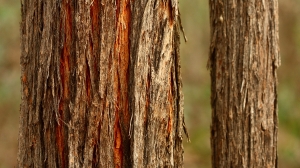 Red Stringybark (Eucalyptus macrorhyncha)