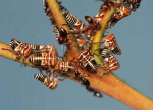 Two-lined Gum Treehopper (Eurymeloides bicincta) nymphs