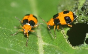Pumpkin Beetle (Aulacophora hilaris)