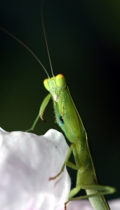 Garden Praying Mantis (Orthodera ministralis)