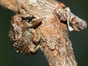 Weevil (Curculionidae)