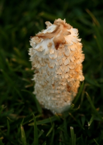 Lawyer's Wig (Coprinus comatus) - Young